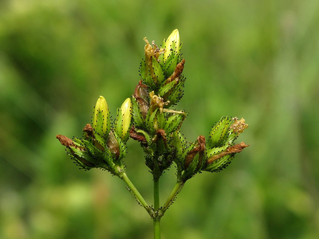 Hypericum montanum